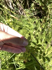 Rosa transmorrisonensis