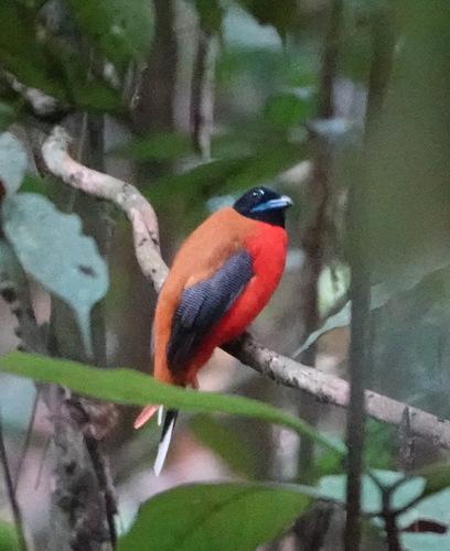 Cinnamon-rumped Trogon (Harpactes orrhophaeus), photo 5
