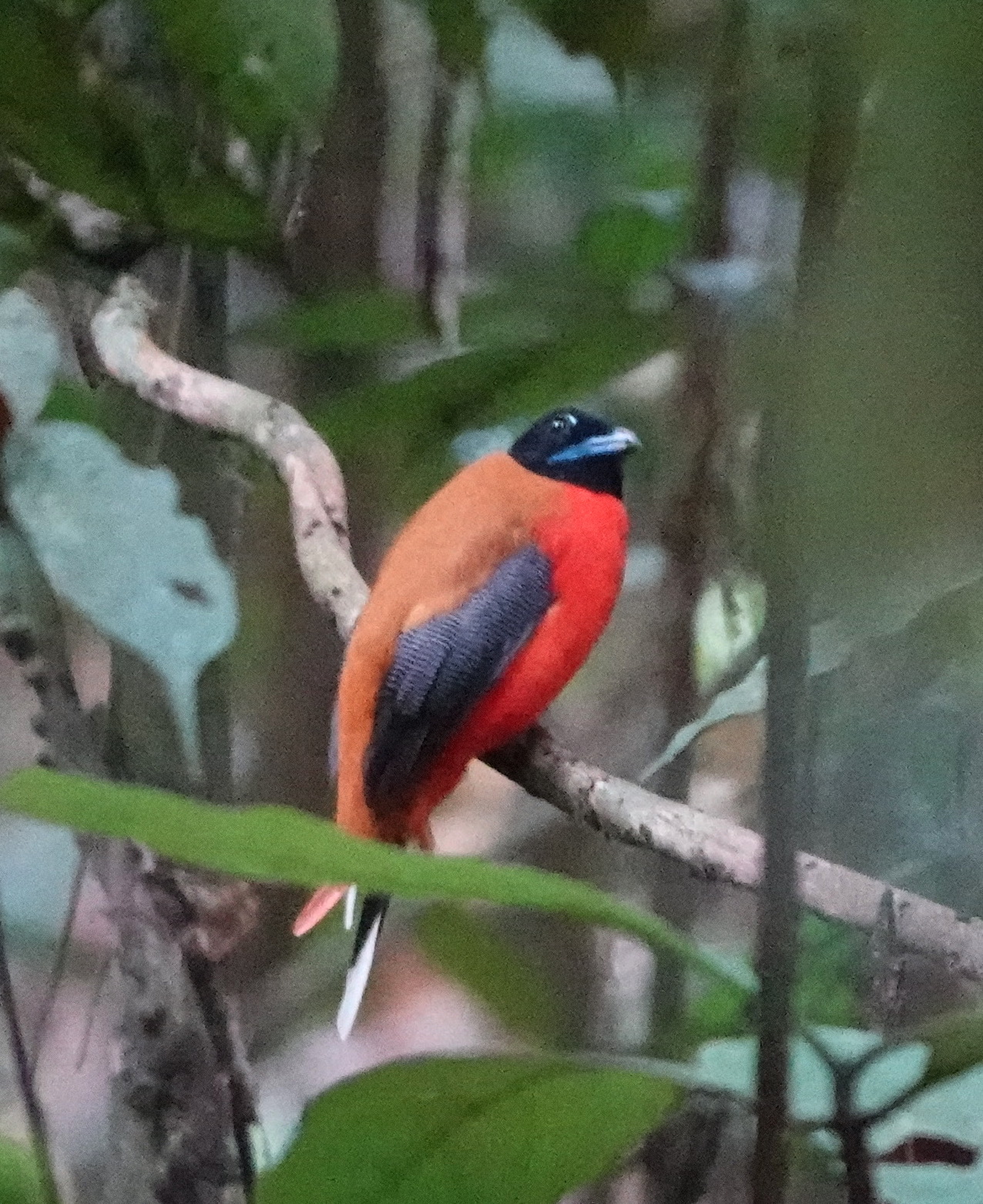 Cinnamon-rumped Trogon (Harpactes orrhophaeus), photo 1