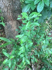 Magnoliopsida