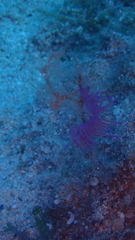 Flabellina affinis