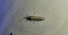 Crambus girardellus
