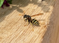 Polistes gallicus