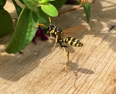 Polistes gallicus