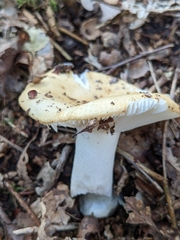 Russula