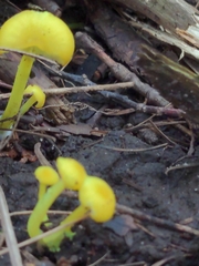 Gloioxanthomyces nitidus