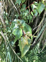 Acer morrisonense