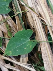 Reynoutria multiflora