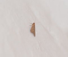 Bostra obsoletalis