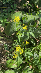 Rorippa