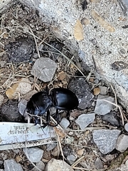 Pasimachus californicus