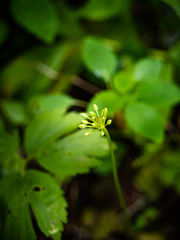 Allium tricoccum