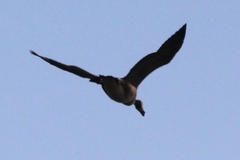 Branta canadensis