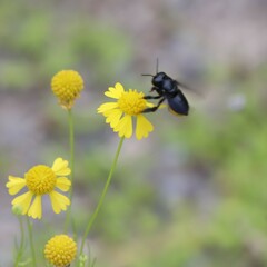 Megachile xylocopoides