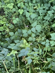 Amphicarpaea bracteata