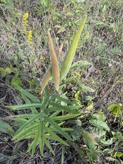Asclepias tuberosa