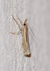 Ancylolomia