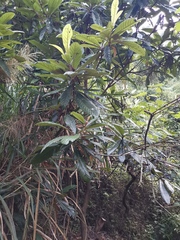 Eriobotrya japonica