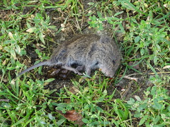 Microtus pennsylvanicus