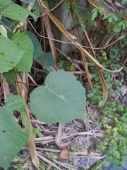 Alchornea davidii