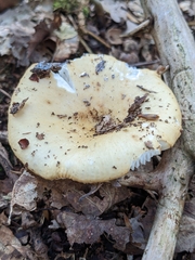 Russula