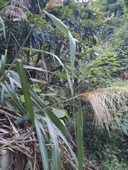Miscanthus floridulus