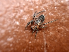 Alpaida gallardoi