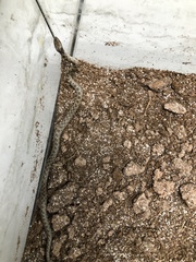 Hypsiglena chlorophaea