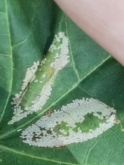 Phyllonorycter
