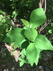 Magnoliopsida