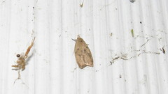 Machimia tentoriferella