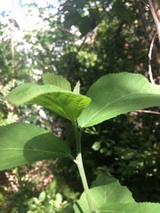 Magnoliopsida