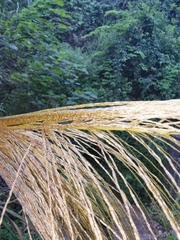 Miscanthus floridulus