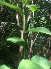 Magnoliopsida
