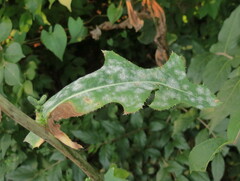 Golovinomyces cichoracearum