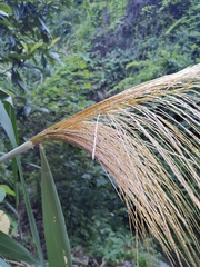 Miscanthus floridulus