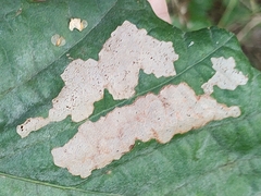 Pterygota