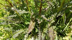 Pedicularis mexicana