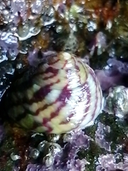 Steromphala umbilicalis