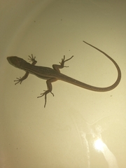 Psammodromus algirus