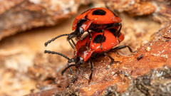 Endomychus coccineus
