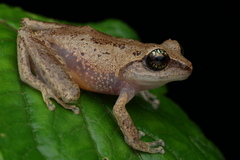 Green Eyed Bushfrog photo 3