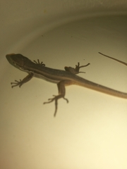 Psammodromus algirus