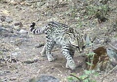 Leopardus pardalis