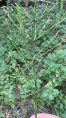 Equisetum arvense