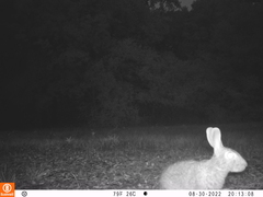 Sylvilagus floridanus