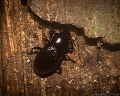 Hydissus feronioides