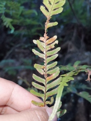 Pteris semipinnata