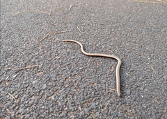 Anguis fragilis