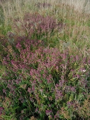 Origanum vulgare